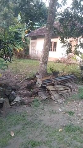 A short video captures an outdoor scene with a small house in the background and a large tree in the foreground. The house appears to be constructed of white plaster with a tiled roof and has a single door and two windows visible. The area around the house is overgrown with vegetation, including what appear to be banana plants and other leafy plants. In front of the tree, there is a pile of corrugated metal sheets and some rocks. The ground is muddy and covered with grass and leaves. The lighting suggests it is either early morning or late afternoon. There are no people or animals visible in the video.
