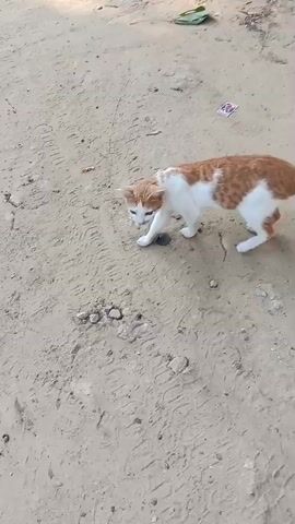 A ginger and white cat is shown in a dirt or sand-covered area, possibly outdoors. The cat is sniffing or interacting with a dark, round object on the ground. The cat looks up at the camera at one point. The ground has tire tracks and some small rocks and debris.