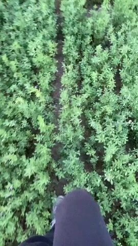 This is a first-person perspective video of someone walking through a field of green plants. The camera is pointed downwards, showing the person's feet and the path ahead. The path is narrow and appears to be made of dirt. The plants are low-lying and dense, with some areas where the dirt path is more visible. As the video progresses, the camera pans up slightly, revealing a wider view of the field and a rolling landscape in the background. The sky is overcast and the lighting suggests it is either early morning or late evening. There are no other people or animals visible in the video.