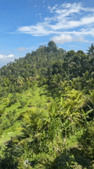 Morning drive captures lush tropical landscape near Rendang, Indonesia