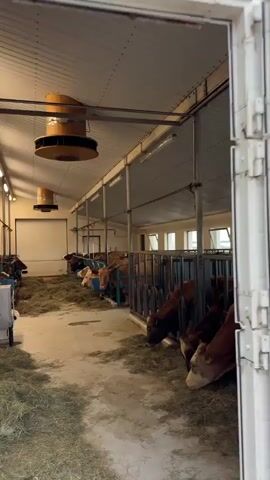 The video displays the interior of a brightly lit cowshed or barn. Numerous cows, mostly brown or brown and white, are arranged in stalls along both sides of a central concrete walkway. Many of the cows are actively eating hay from blue feeders or from the hay scattered on the floor; some are standing while others are lying down.

The barn features a corrugated metal ceiling with multiple fluorescent light fixtures and two prominent yellow industrial-style fans. A large white roll-up door is visible at the far end of the structure, and small windows line the upper section of the right wall, allowing some natural light into the space. A piece of farm equipment is partially visible on the left side in the foreground. The cows appear calm and engaged in feeding. The setting is a clean and organized farm environment, indicative of a cattle operation in Reykjahlíð, Iceland.