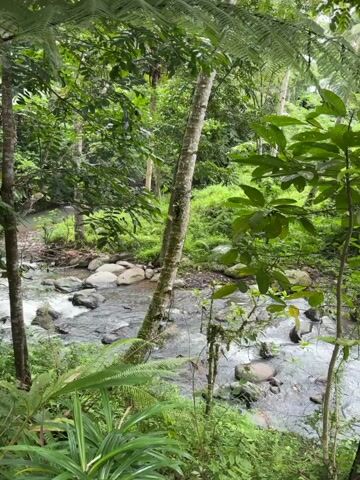 The video shows a river flowing through a lush green forest. The river is clear and shallow, with rocks scattered throughout. The trees are tall and green, and ferns and other plants grow along the riverbank. The camera pans up from the river to reveal more of the surrounding foliage.