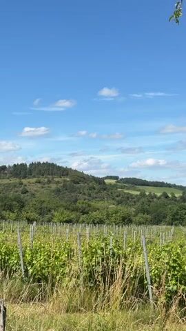The video pans across a vineyard on a sunny day. Rows of green grapevines are visible in the foreground, supported by stakes. Behind the vineyard, rolling green hills covered with trees create a lush backdrop. The sky is a bright blue with scattered white clouds. The upper right corner of the frame shows the leaves and branches of a tree, partially obscuring the view.