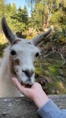A close-up video captures a llama being fed by a person's hand. The llama, predominantly white with brown markings around its eyes and on its ears, is leaning forward, gently taking food from an outstretched hand. The hand, belonging to a person wearing a blue sweatshirt, is holding a small amount of pellets. The background shows a natural, outdoor setting with trees and foliage. The lighting suggests it is daytime, with sunlight filtering through the trees.