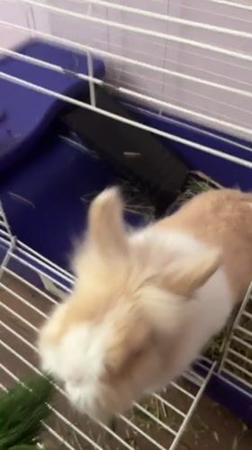 Calm morning at home in Sofia: rabbit, meditation, and unboxing