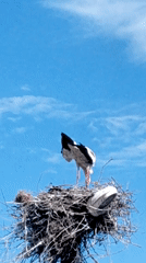 White stork spotted in nest containing unusual white shoe