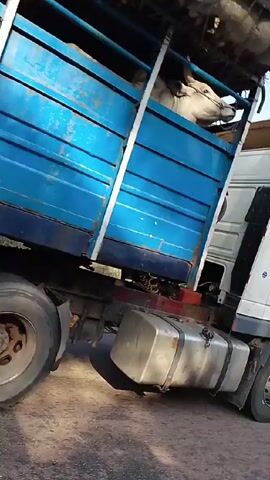 A blue truck overloaded with people and cargo is traveling on a paved road. The truck has a metal frame around the cargo area, and people are sitting and standing on top of the load. The surroundings show roadside vegetation. A person is recording the scene, standing on the side of the road.