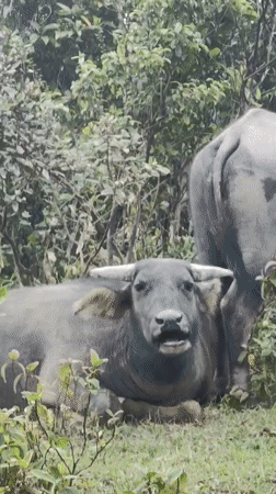 Tourists document water buffalo, mountain views in Vietnamese commune