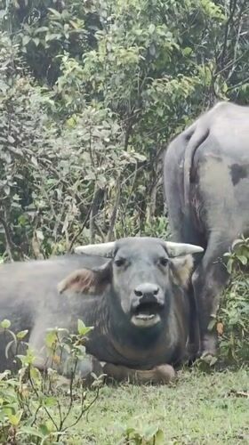 Tourists document water buffalo, mountain views in Vietnamese commune