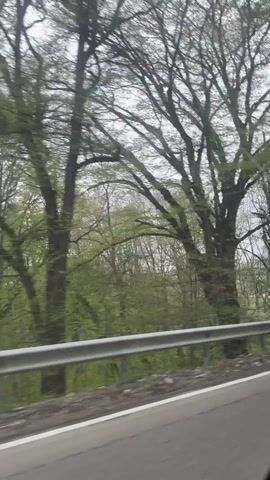 The video, shot from a moving vehicle on a grey, overcast day, shows trees lining a road. The trees are mostly bare with only a few hints of new growth, their dark branches standing out against the misty backdrop. A silver guardrail runs along the side of the road closest to the camera, and white lane markings are visible on the asphalt. The overall atmosphere is subdued due to the weather and the stark contrast between the trees and the sky.