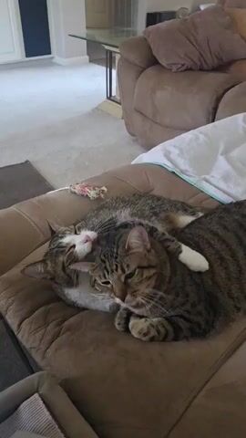Two tabby cats are nestled together on a brown couch. One cat, facing left with white and tabby markings, rests its head on the other cat's back. The second cat, facing right with brown and black tabby stripes, has its arm draped around the first cat's neck. The cats appear to be cuddling.