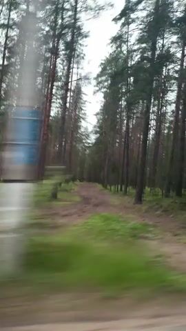The video shows a blur of a pine forest as seen from a moving vehicle. The trees are tall and thin, with green foliage and dark bark. The ground is covered in brown dirt and patches of green grass. The sky appears overcast. The camera pans from left to right, creating a sense of movement through the forest.