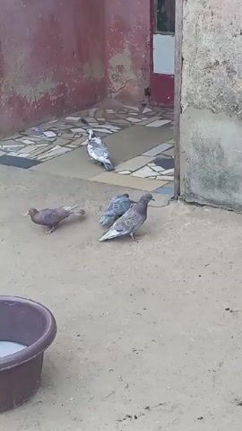 The video shows an outdoor scene featuring several pigeons in what appears to be a courtyard or open area next to a building. The ground is a mix of dirt and concrete, with some rough patches. In the foreground, to the left, there is a dark brown or purple plastic basin on the ground, containing a white liquid, possibly water or milk.

There are at least four pigeons visible. One pigeon with reddish-brown plumage is pecking at the ground on the left. Two other pigeons, predominantly grey with some white markings, are positioned more towards the center-right, also appearing to forage or peck at the ground. One of these grey pigeons has visible red feet. Further back, on a raised, tiled area closer to the building, another pigeon with light grey and white plumage is walking away from the camera.

The background consists of a building with weathered walls, painted in a faded reddish-pink color, showing signs of peeling paint and wear. A dark red door is partially visible on the right side of the frame, set into the wall. The tiled area near the door features an irregular pattern of light and dark colored tiles. The overall lighting suggests it is daytime. The pigeons are moving leisurely and naturally within this space.