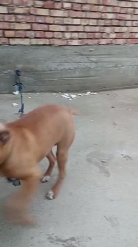 A brown dog with a white patch on its head is pulling on a leash while on a concrete surface. The dog is shaking its head and twisting around. In the background is a brick wall. A stick lies on the ground near the end of the video.