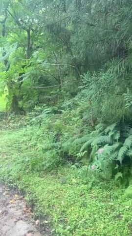 The video shows a path winding through a dense forest. The path is made of dirt and gravel and appears to be somewhat overgrown. The trees are tall and leafy, with sunlight filtering through the canopy. The ground is covered in lush green vegetation, including ferns and other undergrowth. The overall impression is one of a natural, untamed environment. There are no people or animals visible in the video, and no obvious signs of human activity beyond the path itself. The weather appears to be overcast or cloudy, as the light is diffused and there are no harsh shadows. The scene is quiet and peaceful, suggesting a remote or secluded location.
