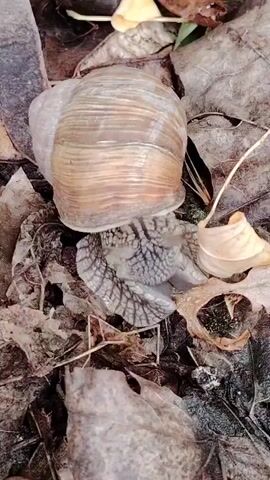 A close-up shot of a snail in its natural habitat. The snail is resting on a bed of fallen leaves, with its shell prominently displayed. The shell is a light brown color with visible spiral patterns, and it appears to be quite large. The snail's body is a mottled gray and black, with intricate patterns on its skin. Its tentacles are extended, suggesting it is either resting or about to move.

The surrounding environment is composed of dry, brittle leaves in various shades of brown and yellow, indicative of an autumn or early winter setting. Some twigs and debris are also scattered amongst the leaves. The lighting suggests it is daytime, but the overall atmosphere is muted, possibly due to overcast weather or dense foliage. The scene is natural and undisturbed, highlighting the snail's quiet existence. No people are visible, and there is no discernible text in the image. The focus is entirely on the snail and its immediate surroundings, creating an intimate portrait of a small creature in its environment.