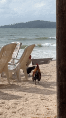 Chickens spotted among beach chairs during cloudy morning coastal scenes