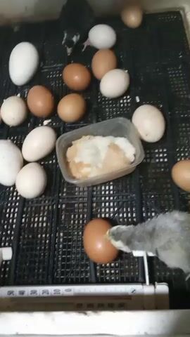 The video shows a close-up view of an incubator containing several eggs and two small chicks. The eggs are of various sizes and colors, including white, brown, and speckled. One chick is black and white, and the other is a speckled gray and yellow. The chicks appear to be very young and are moving around among the eggs. There is also a small plastic container filled with what appears to be food for the chicks. The incubator has a black mesh floor with a ruler-like measurement scale at the bottom. The overall environment appears to be dimly lit.