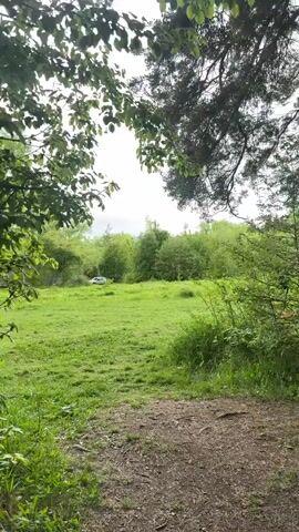 The video shows a verdant scene with a meadow framed by trees and foliage. A narrow dirt path leads from the foreground towards the open, grassy field. The grass is vividly green, and scattered wildflowers are visible. Through the trees, a single white vehicle can be seen parked at the edge of the meadow. The sky is overcast, casting a soft, diffused light over the landscape. The camera is static, capturing the scene from a fixed perspective, and there is no audio.