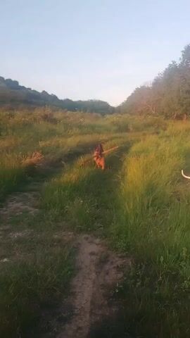 The video depicts a serene, rural landscape at sunset in Strazhitsa, Bulgaria. A German Shepherd dog is prominently featured, walking along a dirt path in a vast grassy field, carrying a stick in its mouth. To its right, a Dalmatian dog is visible, exploring and sniffing in the tall grass. The camera then pans across the expansive field, revealing rolling hills, abundant green and golden-hued grasses, and distant trees and bushes silhouetted against the bright sky. The final shot focuses on a brilliant golden sunset, with the sun appearing as a strong, low orb on the horizon, casting a warm glow over the entire scene. The sky above the sunset is clear and transitions from bright gold to a light blue. The overall atmosphere is peaceful, showcasing the dogs enjoying an evening walk or play in nature. No people or visible text are present.