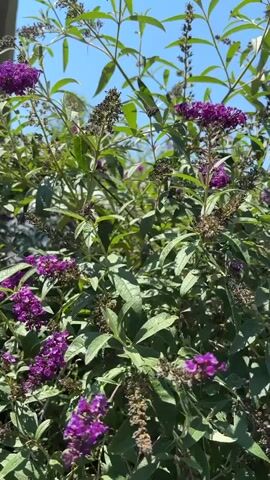 A close-up shot shows a bush with green leaves and clusters of vibrant purple flowers. The bush is swaying slightly in the wind. The background is a clear blue sky. The camera pans up and to the right.