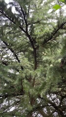 The video shows a close-up view of a coniferous tree, likely a cedar, with numerous green needles and several pinecones. The camera focuses on the pinecones, which appear to be developing. The lighting suggests an overcast day, with diffused light filtering through the branches. There are no people or animals visible in the video.