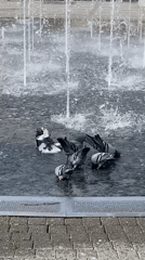 Pigeons bathe at public fountain in Subotica park