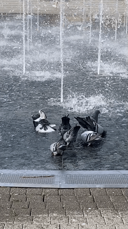 Pigeons bathe at public fountain in Subotica park
