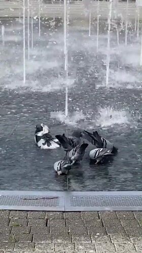 Pigeons bathe at public fountain in Subotica park