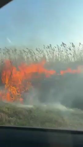 The video shows a field fire from the perspective of inside a vehicle. Flames and smoke are visible rising from the grass and reeds. The sky is blue, but partially obscured by smoke. The dashboard of the vehicle is visible at the bottom of the frame. The fire is burning intensely, creating a significant amount of smoke.