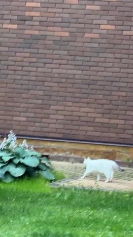 A white cat walks on a paved path next to a green lawn. Behind the cat is a brick wall and a green plant. To the left of the cat is a large blue spruce tree.