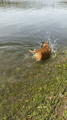 Family outing with dog along Kama River in Chaikovsky