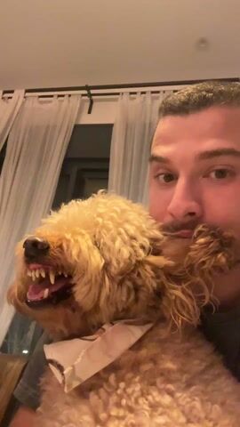 A man with short brown hair and a slight beard is holding a medium-sized, golden-brown, curly-haired dog. The dog is wearing a bandana with a paisley pattern. The dog appears to be growling or baring its teeth. The man is looking directly at the camera. A window with white, sheer curtains is visible in the background. The scene appears to be indoors, possibly in a dining room, as a wooden chair is visible. The lighting is warm.