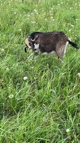 The video shows a brown goat with a white face and a black tail standing in a field of green grass interspersed with white dandelions.  The goat has a black collar with a bell.  The goat looks around and then walks away through the field.  In the background are houses and trees.