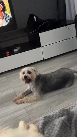 A small dog with gray and tan fur lies on a gray wood-grain floor. The dog is facing left with its mouth open, and its head is turned slightly upwards. In the background, a white cabinet with two drawers is visible, and on top of it, a black object is partially visible. The dog's front paws are extended forward.