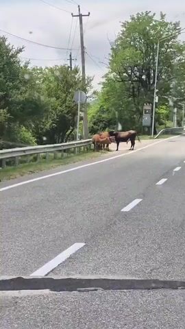 The video shows a herd of cows standing on the side of a road. A bull is prominent in the foreground, with several other cows and calves clustered near a guardrail and a bus stop. The camera pans away, showing the cows moving to the side as the vehicle continues down the road. The environment is rural, with trees and vegetation visible on either side of the road, and power lines overhead. A billboard is visible in the distance.