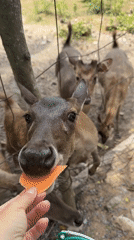Feeding deer by hand at a Ko Samui wildlife enclosure