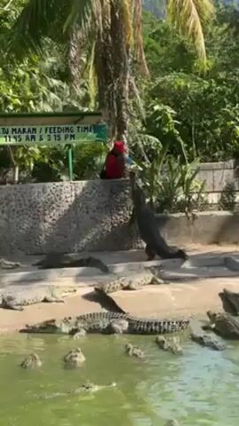 The video shows a crocodile feeding. A sign in the background advertises that the feeding times are 11:45 AM and 3:15 PM. There are numerous crocodiles in the water and on land. A person in a red shirt and hat is standing on a stone wall and appears to be talking, likely providing information about the crocodiles or the feeding. The area is green and lush with trees and foliage.
