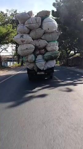 A pickup truck is driving down a road, heavily laden with large, white sacks that are stacked precariously high. The sacks appear to be secured with ropes. The truck is moving away from the camera on a paved road, with trees and buildings visible on either side. The sun is shining, casting shadows on the road. The truck has a license plate visible.