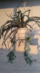 Cats and houseplants at a home in Bila Krynytsia