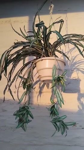 Cats and houseplants at a home in Bila Krynytsia