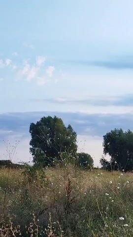 The video shows a wide shot of a field with tall grass and small white flowers. Two large trees with dark green foliage are visible in the background. The sky is a pale blue with wispy white and grey clouds. A dry, thorny plant with seed pods is prominent in the foreground, swaying slightly. The lighting suggests it is either early morning or late afternoon. There are no people or animals visible.