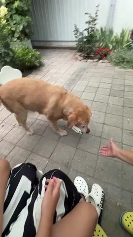 A light brown dog stands on a paved patio with its head inside a white Croc shoe. A person's hand is reaching out towards the dog. Another person is partially visible in the foreground, wearing black and white striped pants. Several pairs of Croc shoes are on the ground. Green foliage and a white fence are visible in the background.