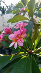 Morning poolside moments with tropical flowers captured in North Kuta