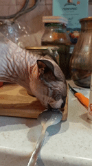 Sphynx cat documented during daily feeding routine in Pyatigorsk home