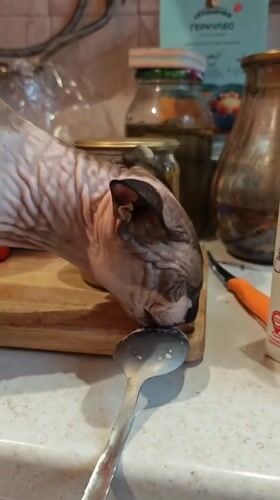 Sphynx cat documented during daily feeding routine in Pyatigorsk home