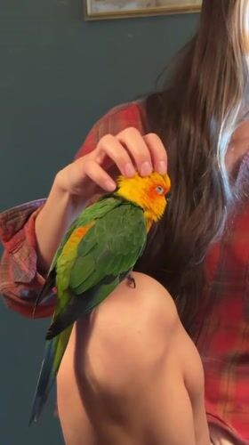 Hanging out with a colorful Sun Conure parrot at home in Khimki