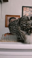 Two owls chilling indoors in Abakan, one mid-meal