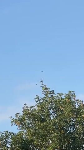 The video shows a tree with green leaves against a bright blue sky with a few white clouds. Several small, dark birds are visible flying in the sky above the tree. The camera is angled upwards.