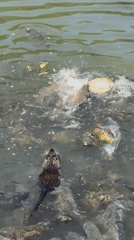 Nutria and fish share a pond in a Stara Zagora park